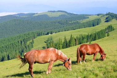 atları yaz dağ içinde kırsal manzara mera.