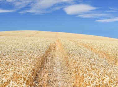 Buğday tarlası, tarım ve doğa geçmişi