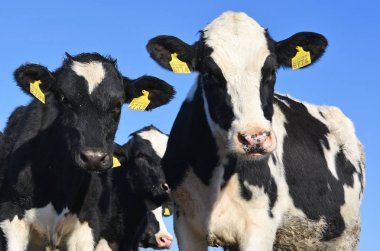 bir yaz yaz kırsal manzara mera üzerinde ineklerin.