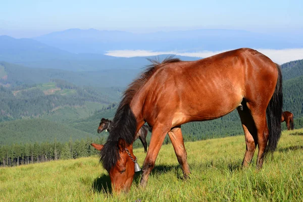 Paarden Een Berg Zomer Grasland Een Landelijke Omgeving — Stockfoto