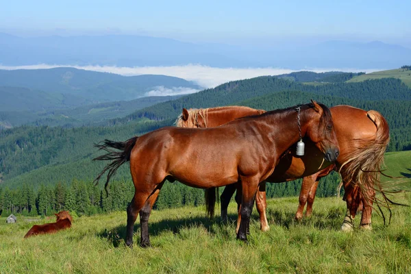 Paarden Een Berg Zomer Grasland Een Landelijke Omgeving — Stockfoto