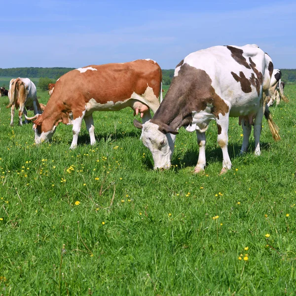 Beautiful Cows Summer Meadow — Stockfoto