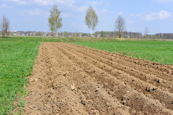 Mezőgazdasági Terület Egy Tavaszi Napon Zöld Talaj — Stock Fotó