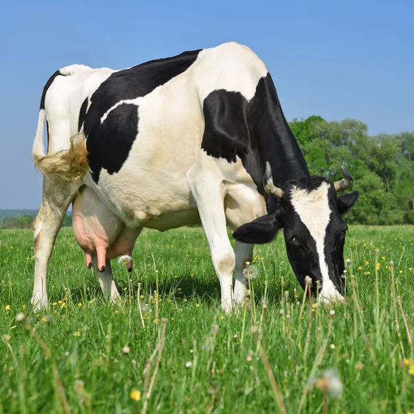 Nahaufnahme Einer Niedlichen Kuh Auf Der Wiese — Stockfoto