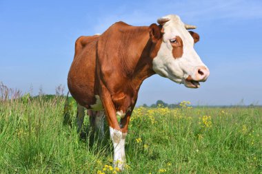 Çayırdaki şirin ineği kapatın.