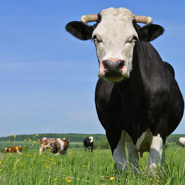 Koeien Weide Van Een Zomer Een Landelijke Landschap Van Zomer — Stockfoto