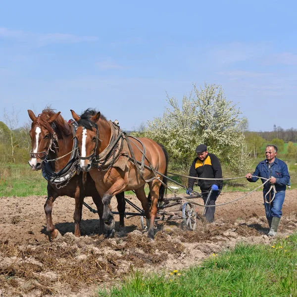 Kalusch Ukraine April Beim Pflanzen Von Kartoffeln Der Nähe Der — Stockfoto