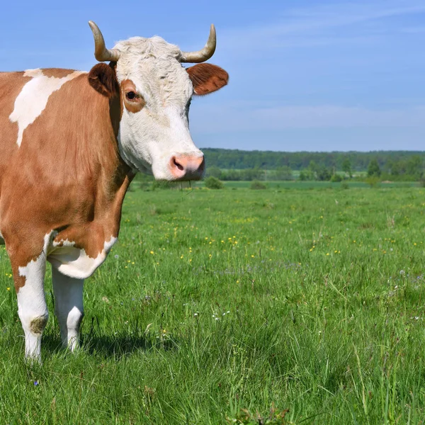 Close Cute Cow Meadow — Stockfoto