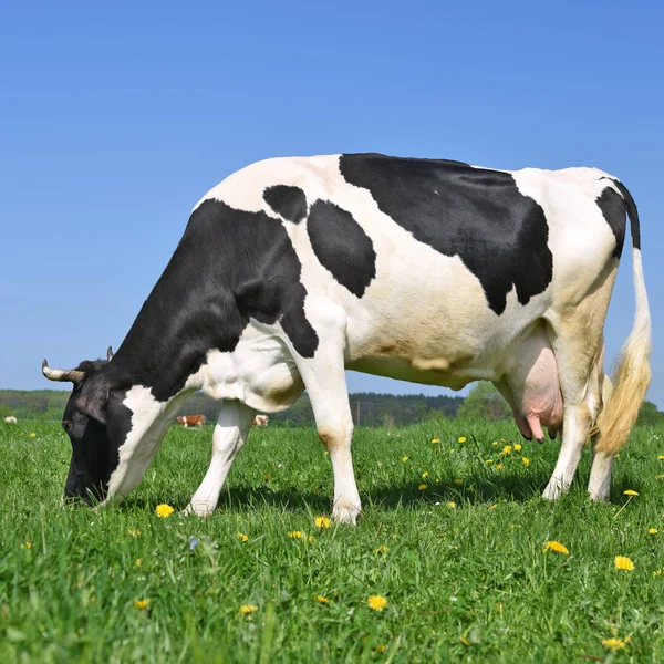 Close Cute Cow Meadow — Stockfoto