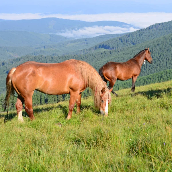 Paarden Een Berg Zomer Grasland Een Landelijke Omgeving — Stockfoto