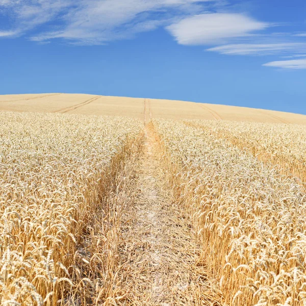 Wheat Field Rural Landscape —  Fotos de Stock