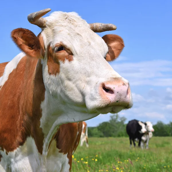 Beautiful Cow Summer Meadow — Stok fotoğraf