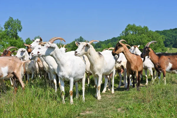 Chèvres Dans Pâturage Ferme Biologique — Photo