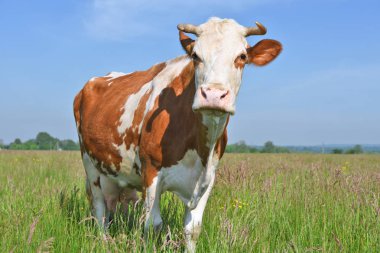 close up of cute cow on meadow