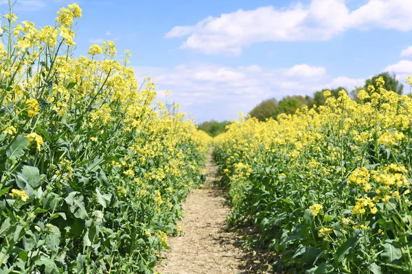 青い空の下で黄色の菜種フィールド — ストック写真