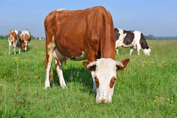 Vacas Pasto Verão Uma Paisagem Rural Verão — Fotografia de Stock