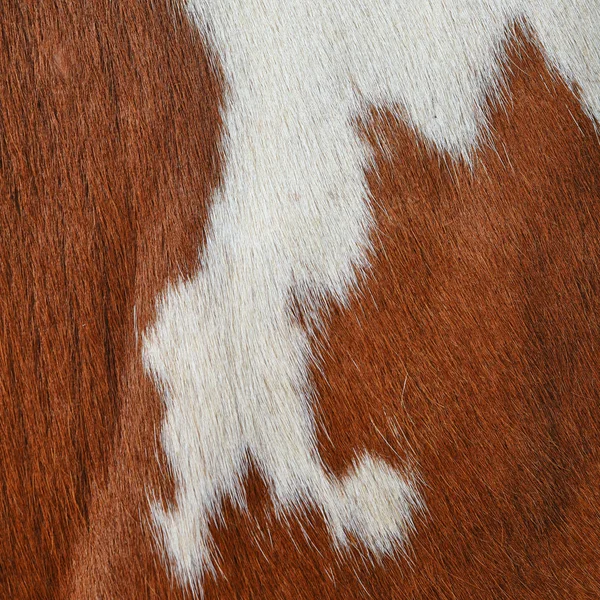 Natural Cow Fur Texture Closeup — 图库照片