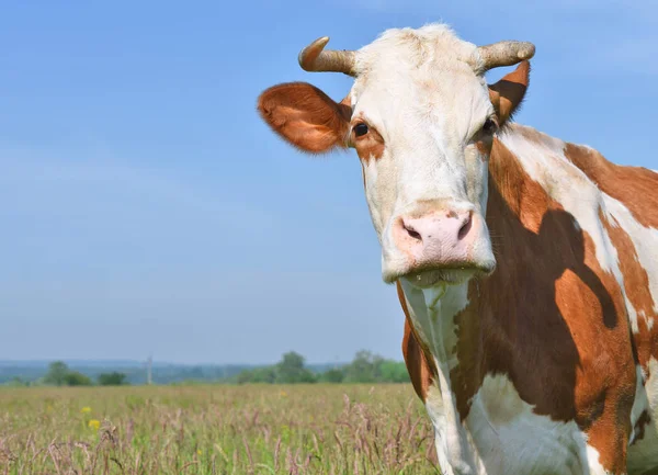 Beautiful Cow Summer Meadow — 스톡 사진