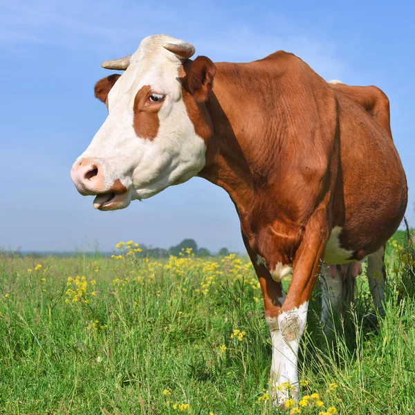 Beautiful Cow Summer Meadow — Stockfoto