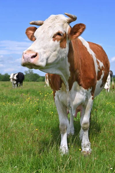 Vaches Sur Pâturage Été Dans Paysage Rural Été — Photo