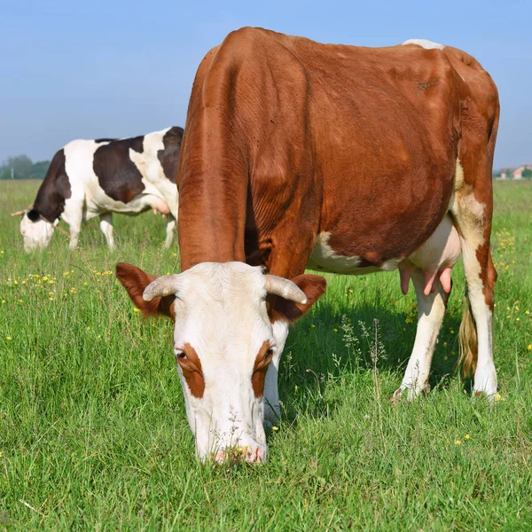 Vacas Pasto Verão Uma Paisagem Rural Verão — Fotografia de Stock