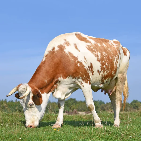 Beautiful Cow Summer Meadow — Stockfoto