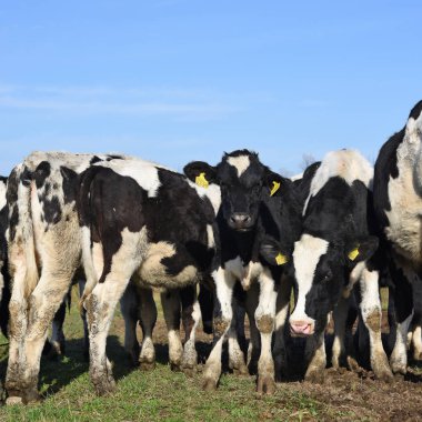 cows on a pasture in the farm