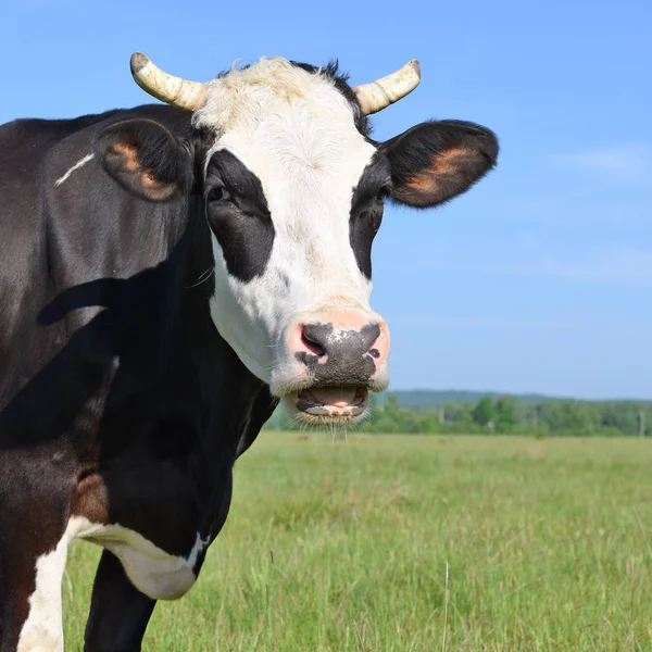 Beautiful Cow Summer Meadow — Foto de Stock