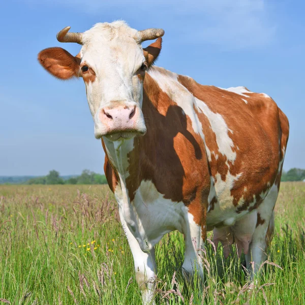 Beautiful Cow Summer Meadow — Zdjęcie stockowe
