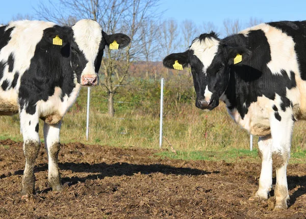 Belles Vaches Sur Une Prairie Été — Photo