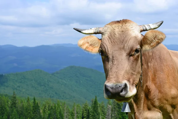 Close Cute Cow Meadow — Stok fotoğraf