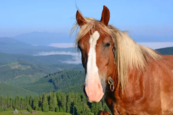 Beautiful View Horse Summer Landscape — Fotografia de Stock