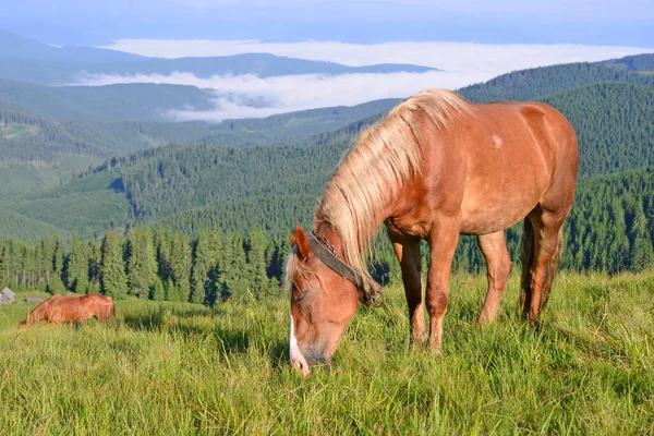 Herd Horses Summer Landscape — стоковое фото