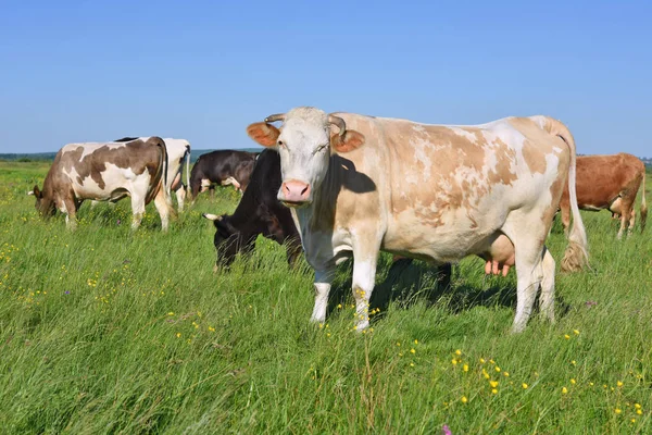 Piękne Krowy Letniej Łące — Zdjęcie stockowe