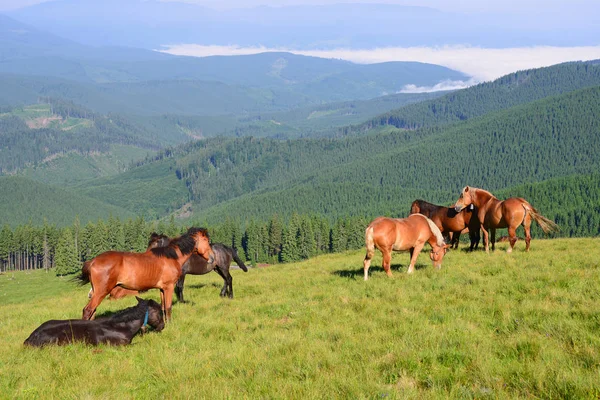 Коні Літньому Гірському Пасовищі Сільському Пейзажі Стокове Фото