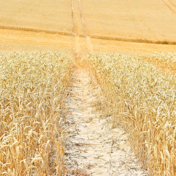 Pšeničné Pole Zemědělství Příroda Pozadí — Stock fotografie