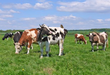 # Güzel inekler yaz otlaklarında #