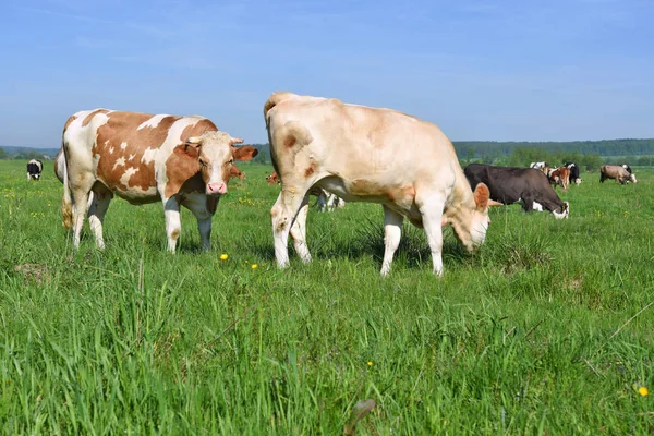 Beautiful Cows Summer Meadow —  Fotos de Stock