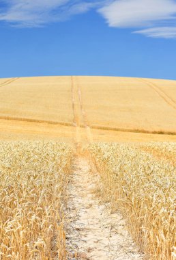 Buğday tarlası, tarım ve doğa geçmişi