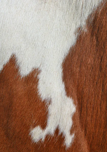 Natural Cow Fur Texture Closeup — Stok fotoğraf