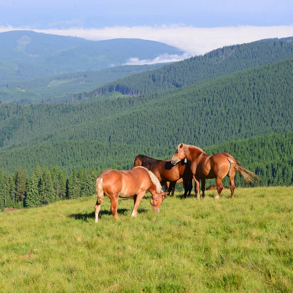 山の牧草地にいる馬は — ストック写真