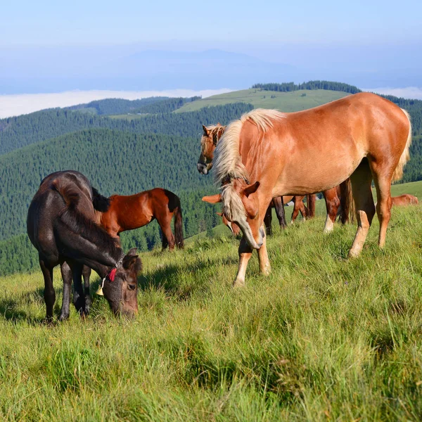 Dağlarda Bir Yaz Otlağında Atlar — Stok fotoğraf