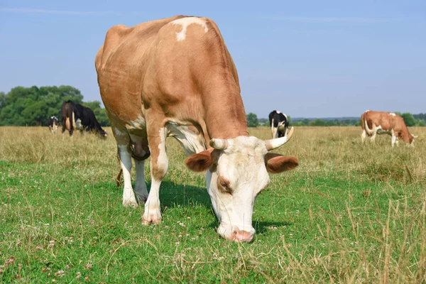 beautiful cows on a summer meadow