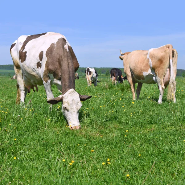 Beautiful Cows Summer Meadow — Stockfoto