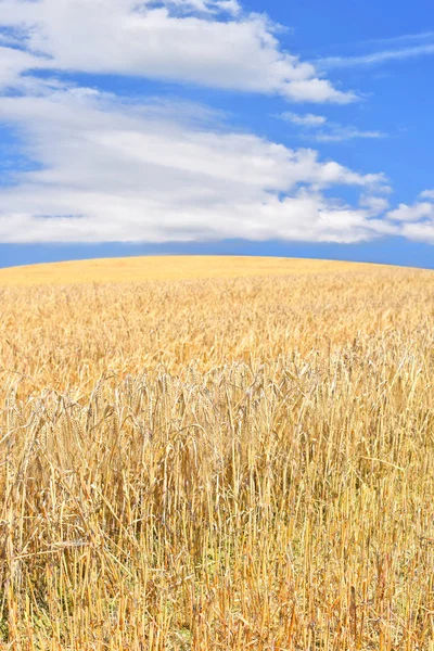 Wheat Field Agriculture Nature Background — Stockfoto