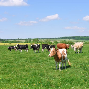 # Güzel inekler yaz otlaklarında #