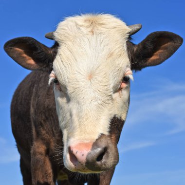 Çayırdaki şirin ineği kapatın.