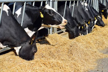 Kalush, Ukrayna - 31 Ekim 2018: Kalush kasabası yakınlarındaki bir mandıra çiftliğinde buzağıların içeriği.