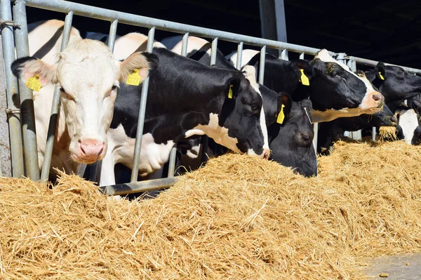 Kalush Ucrania Octubre 2018 Contenido Terneros Bajo Dosel Granja Lechera —  Fotos de Stock