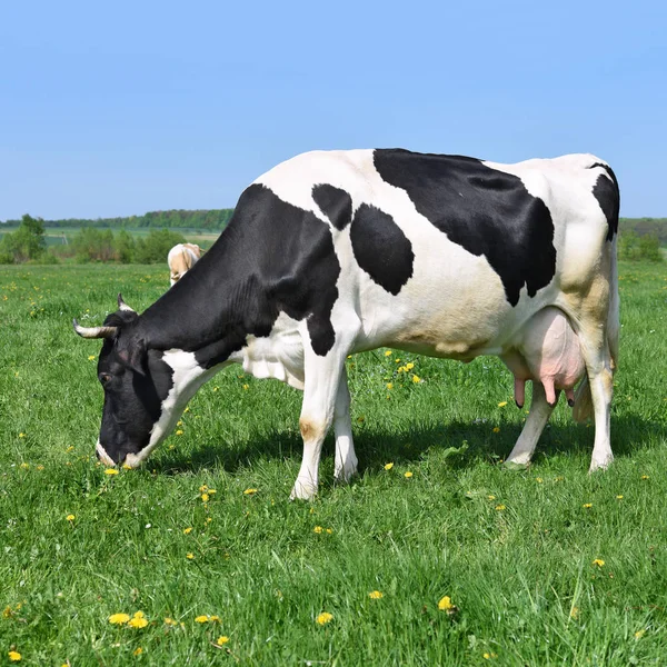 Nahaufnahme Einer Niedlichen Kuh Auf Der Wiese — Stockfoto